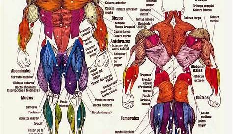 Silueta de músculos del cuerpo humano Stock Vector by ©longquattro