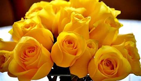 Rosas amarillas - Imagui