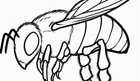 Arriba más de 78 abejas dibujos faciles mejor - vietkidsiq.edu.vn