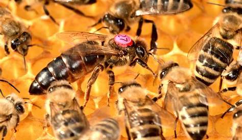 Mascotas, perros y gatos, animales domésticos: La Abeja Reina