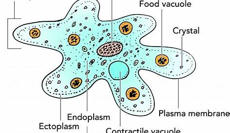 Qué es la ameba "come cerebros" y cómo puedes evitar que te contagie
