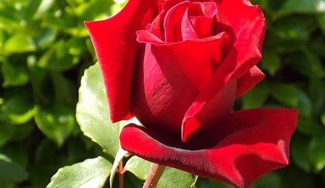 Foto de una rosa roja :: Imágenes y fotos