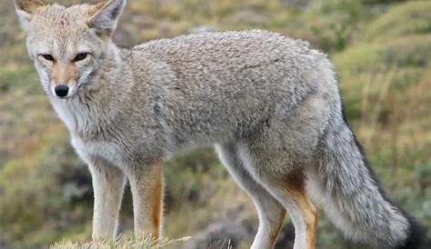 Encuentran un zorro gris en reserva ecológica de la UNAM