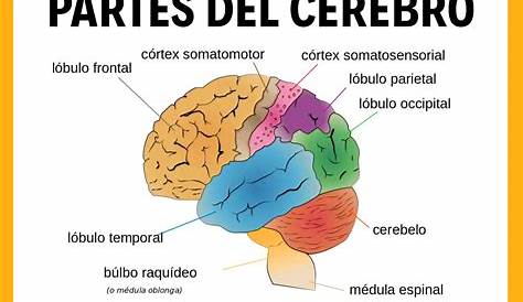 ¿Cuáles son las partes del cerebro?