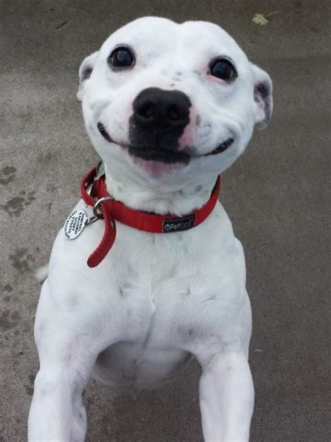 imagen de perrito feliz