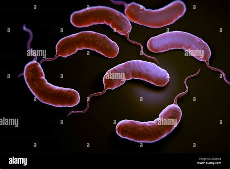 imagen de vibrio cholerae
