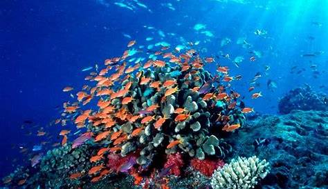 Imagenes De Arrecifes De Coral En Mexico Colaboración Regional Por La Conservación