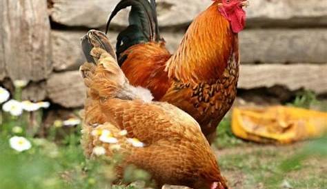 Imagenes Bonitas De Gallos y Gallinas | Elever des poules, Comment