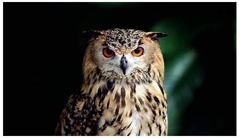 Imagenes De Lechuzas Brujas Reales Lechuza (Tyto Alba) Lechuza Blanca, Lechuza