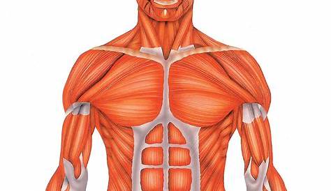 Situamos los músculos del en nuestro cuerpo - Actiludis