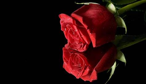 Rosas Rojas En Un Fondo Negro Foto de archivo - Imagen de flor, flora