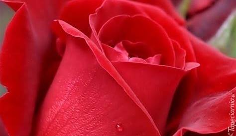 Atelier de Charo: Rosas Rojas - Red Roses