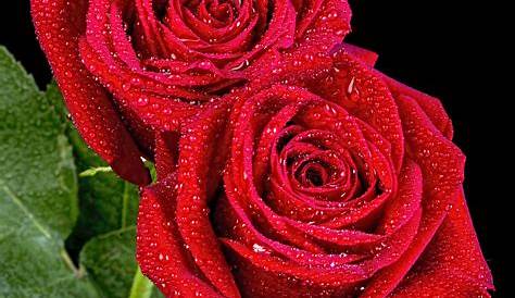 banco de fotos: Hermosas Rosas Rosadas