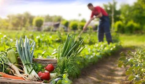 5 métodos para lograr una agricultura verdaderamente sostenible - EcoSiglos