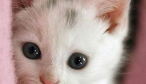 Baú da Web: 20 Fotos de gatinhos fofos