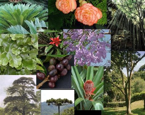imagens da flora brasileira