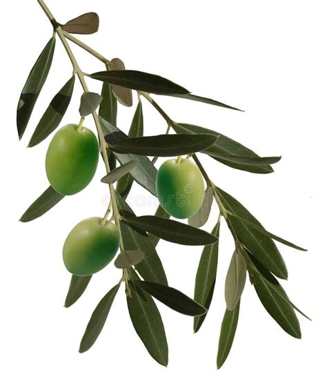 imagens de ramos de oliveira