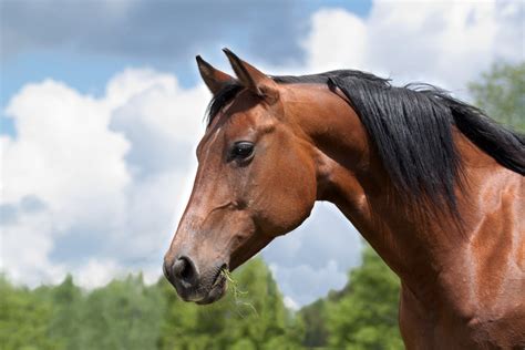imagens de um cavalo