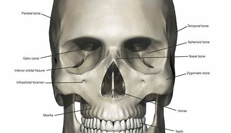 Anterior view of human skull anatomy with annotations Poster Print by