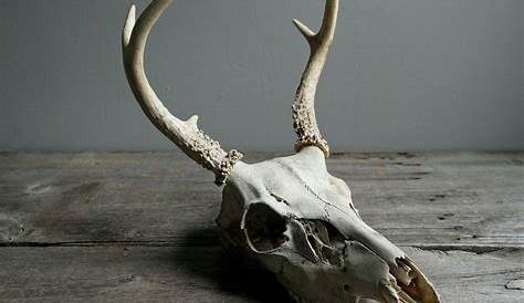 Found Deer Skull - Matson's Laboratory