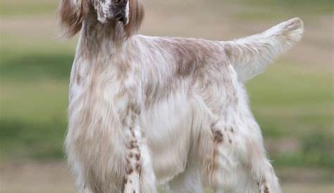 15 Amazing Facts About English Setters You Probably Never Knew | The Dogman
