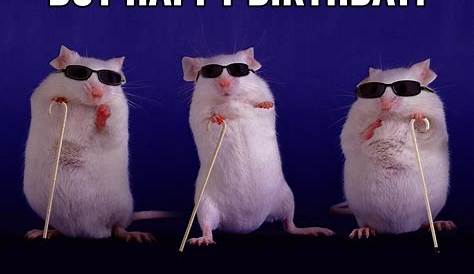 40 of the Funniest Happy Birthday Memes | Reader's Digest