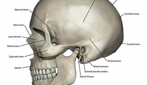 Anterior view of human skull anatomy with annotations Poster Print by