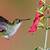 images of hummingbirds and flowers