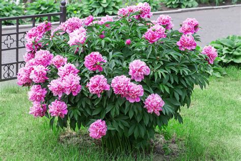 Images of peony bushes