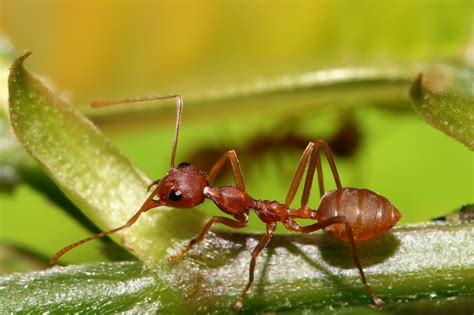 Images of red ants