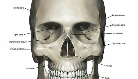 Anterior view of human skull anatomy with annotations Poster Print by