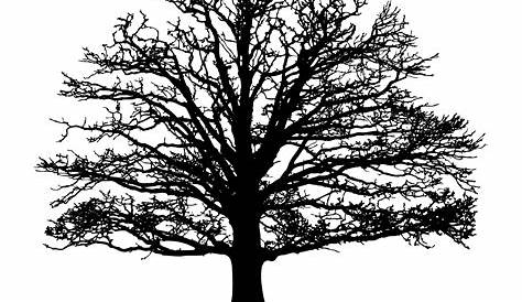 Tree Cut Out Silhouette Vector PNG, Tree Silhouette Vector For Cutting