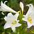 images of white lilies
