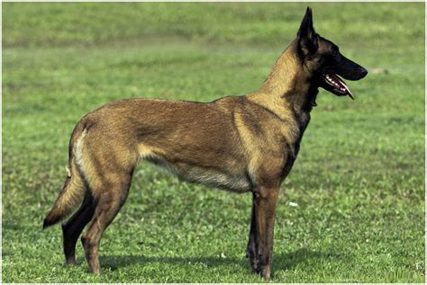 images of a belgian malinois