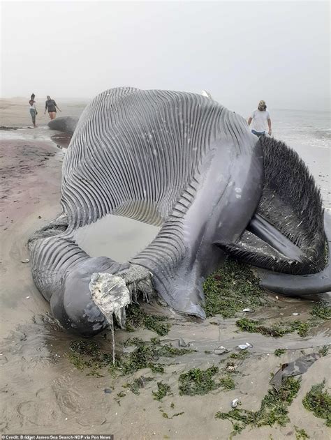 images of beached blue whale