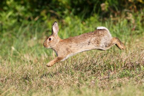 images of bunnies hopping