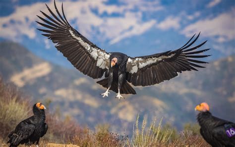 images of california condor