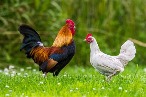 images of chickens and roosters