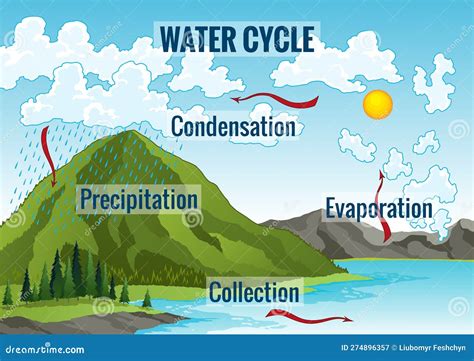 images of collection in water cycle