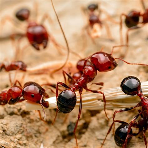 images of fire ants