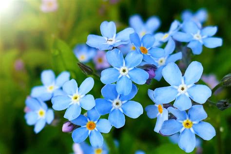 images of forget me nots