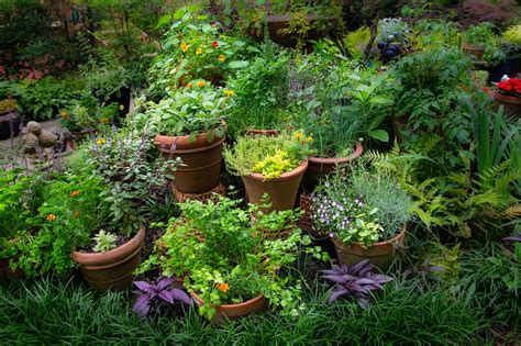 images of herb gardens