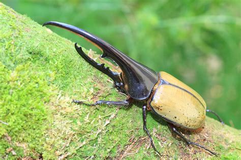 images of hercules beetle