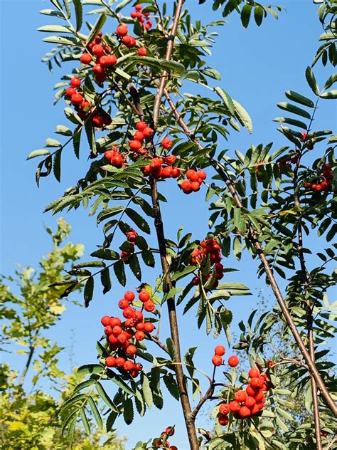 images of mountain ash tree