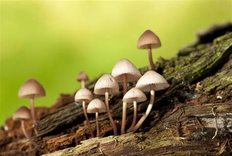 images of mushrooms toxic to dogs