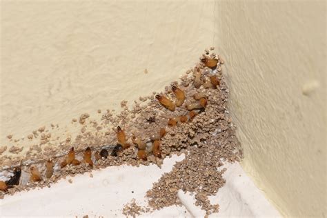 images of termite infestation