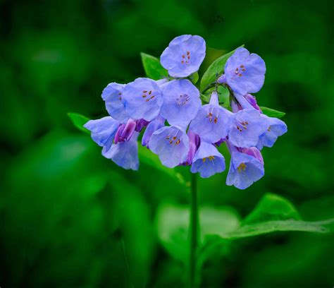 images of virginia bluebells