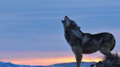 images of wolves howling