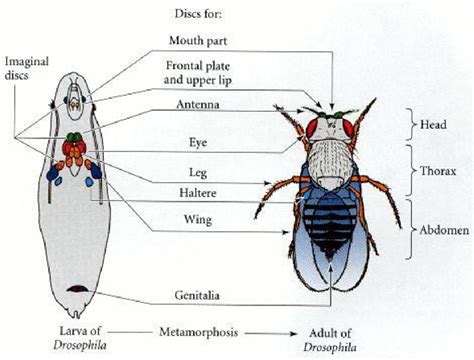 Imaginal Disc Examples