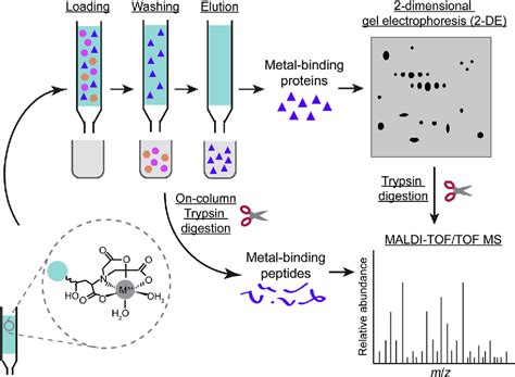 immobilized metal affinity chromatography